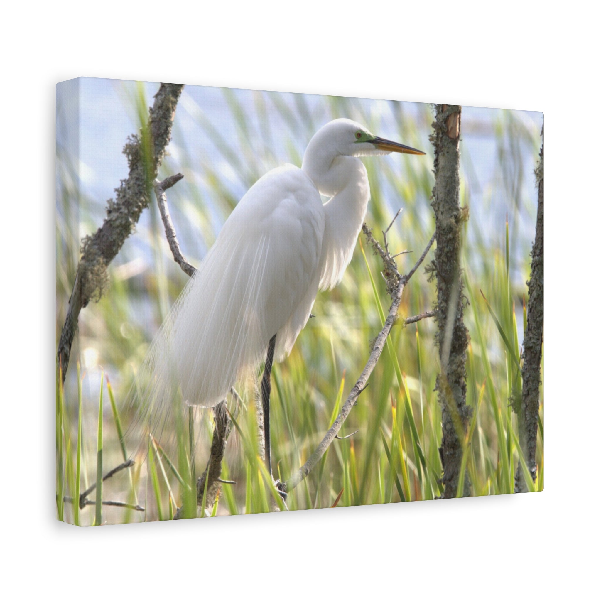 Snowy Egrete on Matte Canvas, Stretched, 1.25"