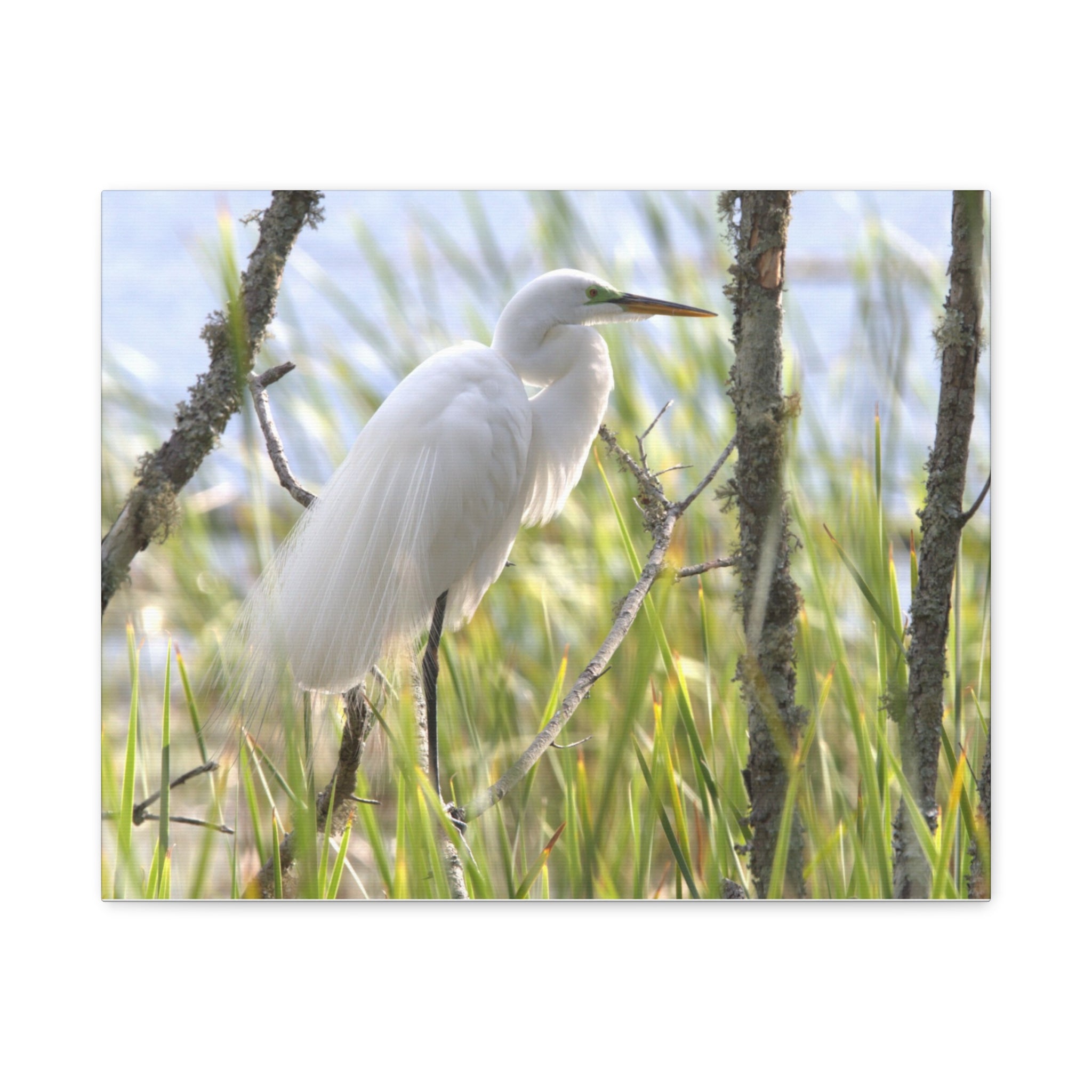 Snowy Egrete on Matte Canvas, Stretched, 1.25"