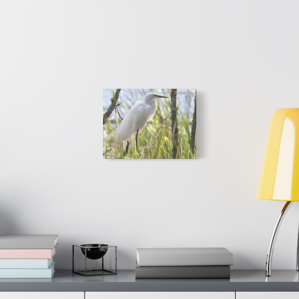 Snowy Egrete on Matte Canvas, Stretched, 1.25"