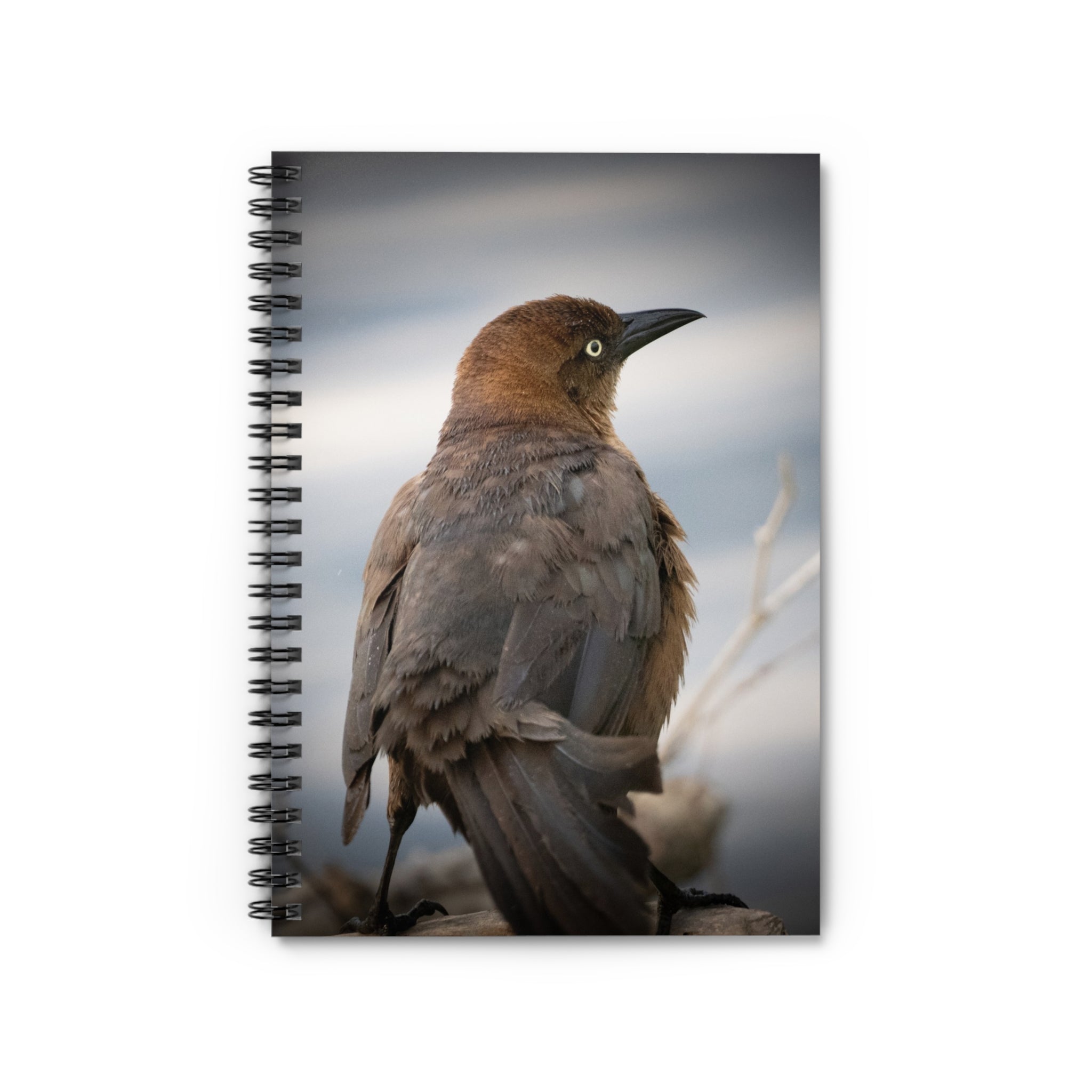 Brown Grackle Photography Spiral Notebook — Ruled Lined Journal for Bird Lovers