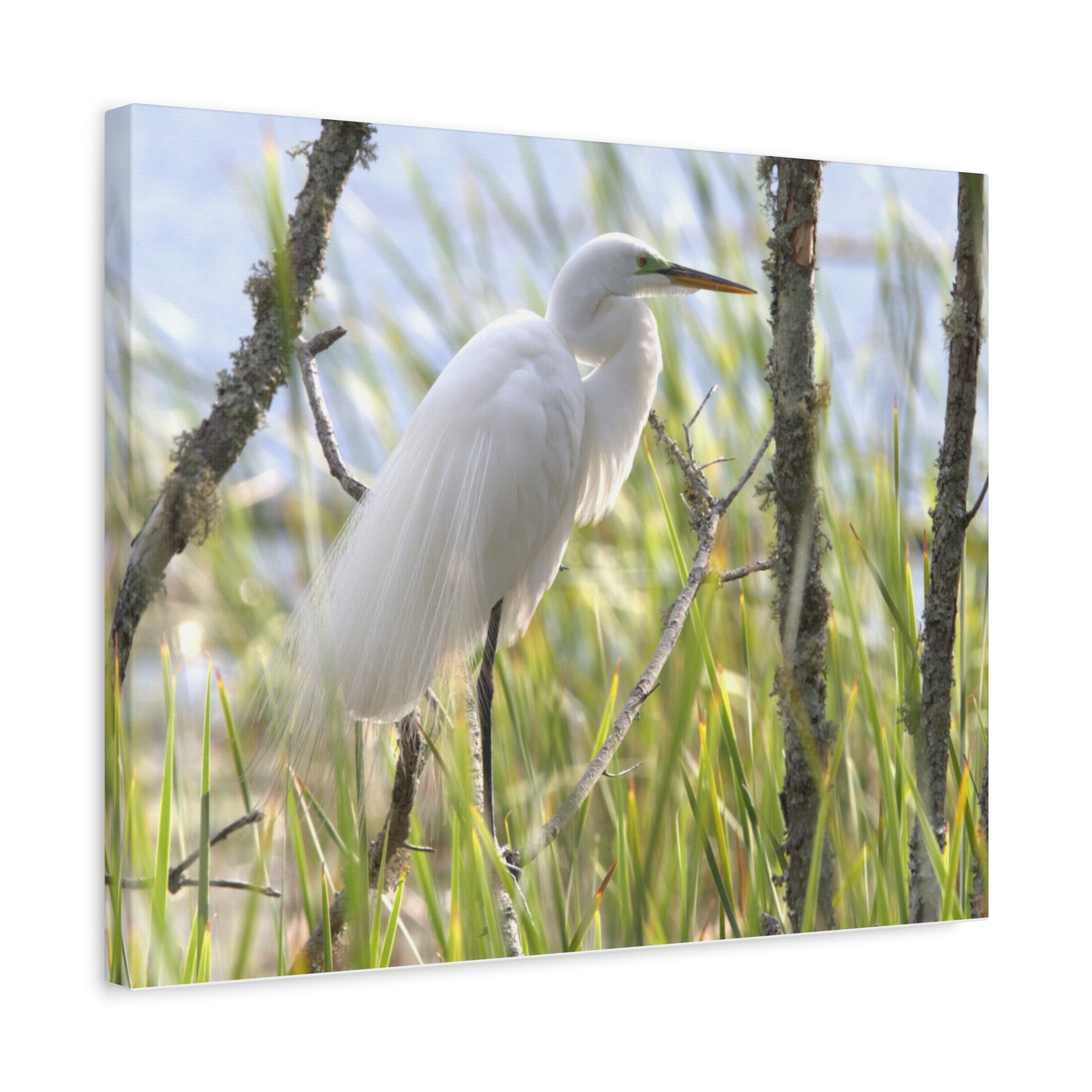 Snowy Egrete on Matte Canvas, Stretched, 1.25"