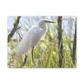Snowy Egrete on Matte Canvas, Stretched, 1.25"