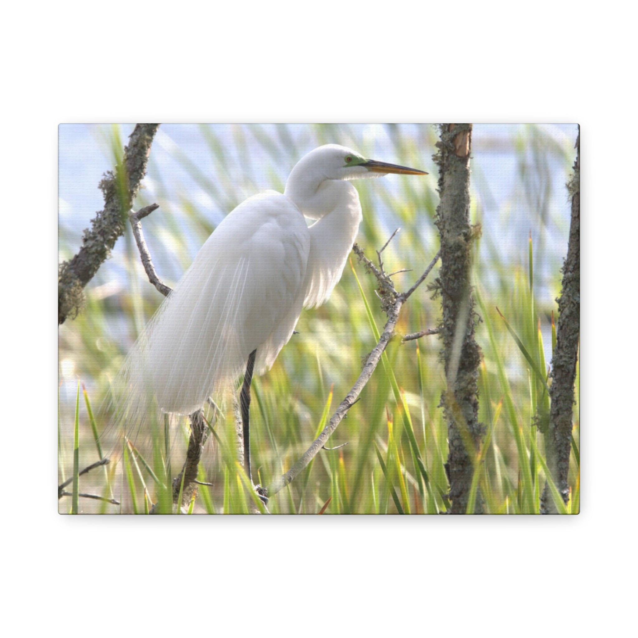 Snowy Egrete on Matte Canvas, Stretched, 1.25"