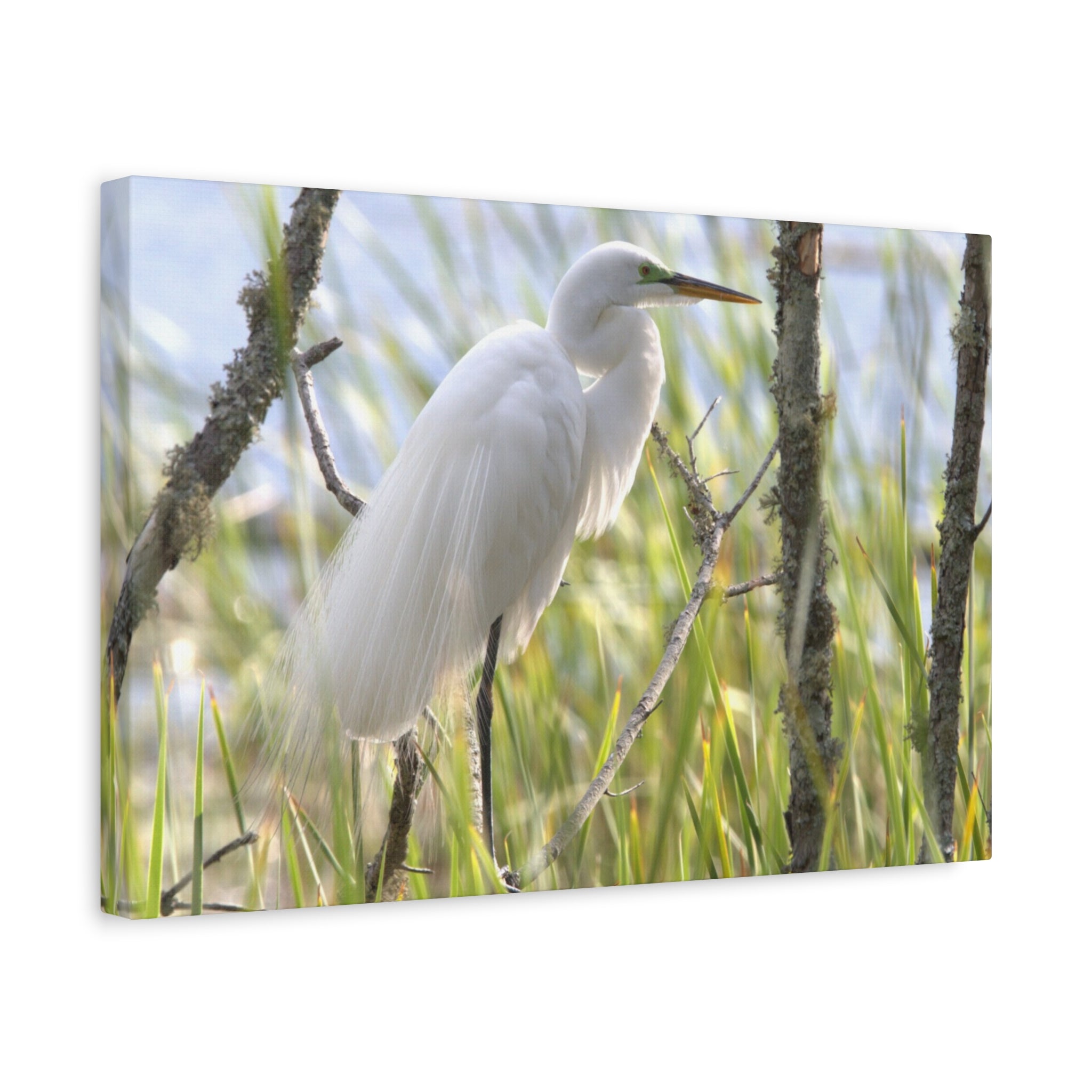 Snowy Egrete on Matte Canvas, Stretched, 1.25"