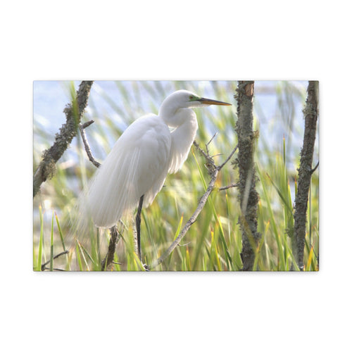 Snowy Egrete on Matte Canvas, Stretched, 1.25"